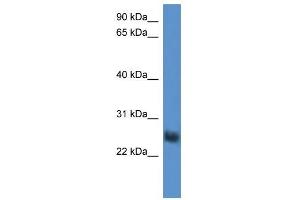 Western Blot showing SLA2 antibody used at a concentration of 1-2 ug/ml to detect its target protein. (SLAP2 anticorps  (Middle Region))