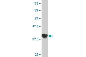 Western Blot detection against Immunogen (34.