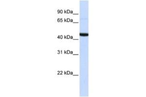 Western Blotting (WB) image for anti-DAZ Associated Protein 1 (DAZAP1) antibody (ABIN2462351) (DAZAP1 anticorps)