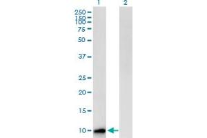Western Blot analysis of CST8 expression in transfected 293T cell line by CST8 MaxPab polyclonal antibody. (CST8 anticorps  (AA 1-90))