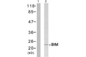 Western blot analysis of extract from Jurkat cells untreated or treated with H 2 O 2 , using BIM (Ab-65) antibody (E021280). (BIM anticorps)
