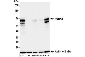 Western Blotting (WB) image for anti-Runt-Related Transcription Factor 2 (RUNX2) (AA 300-350) antibody (ABIN7795797)