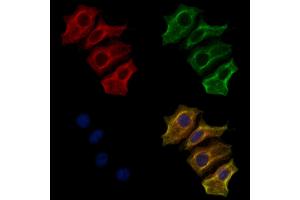 ABIN7094379 and ABIN7098426 staining HepG2 cells by IF/ICC. (Myotilin anticorps  (C-Term))