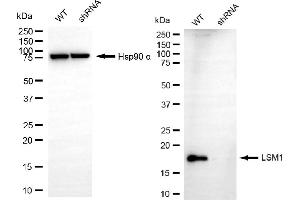 anti-LSM1 Homolog, U6 Small Nuclear RNA Associated (LSM1) antibody