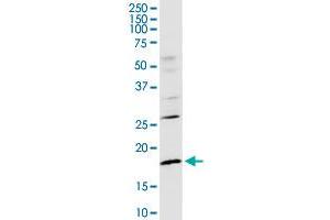 CD247 MaxPab rabbit polyclonal antibody. (CD247 anticorps  (AA 1-164))