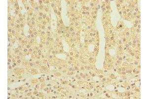 Immunohistochemistry of paraffin-embedded human adrenal gland tissue using ABIN7166868 at dilution of 1:100 (PLPBP anticorps  (AA 1-275))