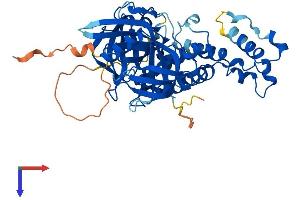 AlphaFold protein structure predicition of Mouse Recombinant Crbn Protein, UniprotID Q8C7D2