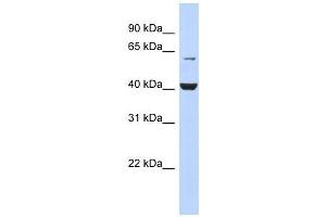 PIGK antibody used at 1 ug/ml to detect target protein. (IgK anticorps  (N-Term))