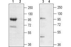 Western blot analysis of mouse brain membrane (lanes 1 and 2) and rat brain lysate (lanes 3 and 4): - 1,3. (TRPC7 anticorps  (2nd Extracellular Loop))