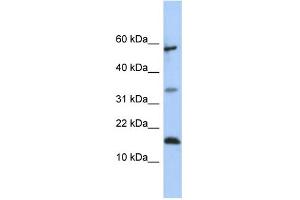 WB Suggested Anti-LCN6 Antibody Titration:  0. (LCN6 anticorps  (Middle Region))