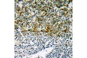 Immunohistochemical analysis of p47 phox (pS345) staining in human lymph node formalin fixed paraffin embedded tissue section. (NCF1 anticorps  (C-Term, pSer345))