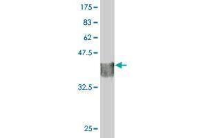 Western Blot detection against Immunogen (35.