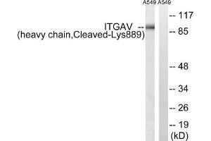 Western blot analysis of extracts from A549 cells, treated with etoposide (25uM, 1hour), using ITGAV (heavy chain, Cleaved-Lys889) antibody. (CD51 anticorps  (Cleaved-Lys889))
