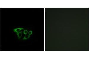 Immunofluorescence analysis of A549 cells, using ATP5L2 Antibody.