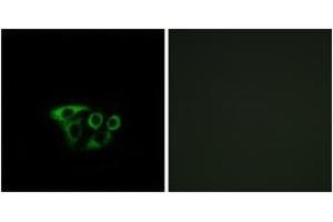 Immunofluorescence analysis of A549 cells, using ATP5L2 Antibody. (ATP5L2 anticorps  (AA 51-100))