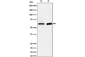Western blot analysis of ATE1 expression in (1) HepG2 cell lysate, (2) Mouse spleen lysate.