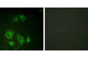 Peptide - +Immunofluorescence analysis of HuvEc cells, using using EGFR (Ab-693) antibody (#B0009). (EGFR anticorps  (Thr693))