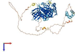 HBS1-Like (HBS1L) (AA 1-682) protein (His tag)