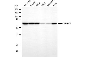 Western blotting analysis using ANAPC7 antibody (ABIN7797598).