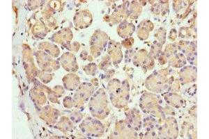 Immunohistochemistry of paraffin-embedded human pancreatic tissue using ABIN7158817 at dilution of 1:100 (LYG1 anticorps  (AA 20-194))