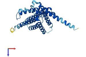 Aquaporin 11 (AQP11) (AA 1-271) protein (His tag)
