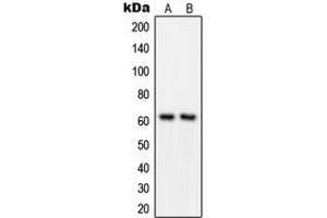 Western blot analysis of GRB14 expression in MOLT4 (A), COLO205 (B) whole cell lysates.