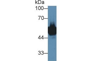 Detection of LYAR in Mouse Testis lysate using Polyclonal Antibody to Ly1 Antibody Reactive Homolog (LYAR)