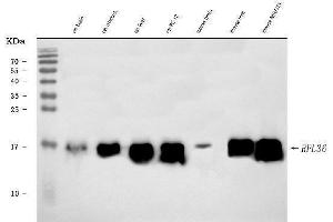 Western blot analysis of RPL36 using anti-RPL36 antibody (ABIN7602917). (RPL36 anticorps  (C-Term))