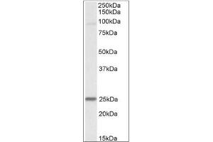 Staining of Mouse Heart lysate using NDUFS8 antibody at 0. (NDUFS8 anticorps  (Internal Region))