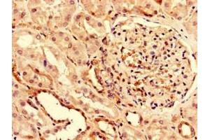 Immunohistochemistry of paraffin-embedded human kidney tissue using ABIN7163781 at dilution of 1:100 (PUF60 anticorps  (AA 302-413))