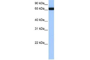 WB Suggested Anti-HNRPLL Antibody Titration:  0. (HNRPLL anticorps  (N-Term))