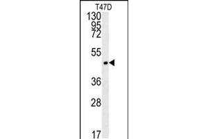Western blot analysis in T47D cell line lysates (35ug/lane). (Enkephalin anticorps  (AA 145-174))