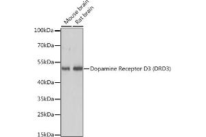 Western blot analysis of extracts of various cell lines, using Dopamine Receptor D3 (Dopamine Receptor D3 (DRD3)) antibody (ABIN7266835) at 1:3000 dilution. (DRD3 anticorps  (AA 1-100))