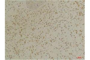 Immunohistochemical analysis of paraffin-embedded Mouse BrainTissue using GABA A Receptor α3 Rabbit pAb diluted at 1:200. (GABRA3 anticorps)
