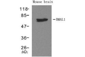 Western blot analysis of extracts from mouse brain tissue using BMAL1. (ARNTL anticorps  (AA 569-573))