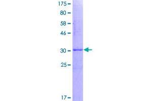Image no. 1 for Small Nuclear Ribonucleoprotein Polypeptides B and B1 (SNRPB) (AA 1-80) protein (GST tag) (ABIN1320826)