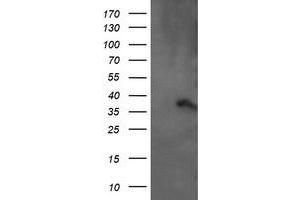 Image no. 6 for anti-Armadillo Repeat Containing 1 (ARMC1) antibody (ABIN1496727) (ARMC1 anticorps)