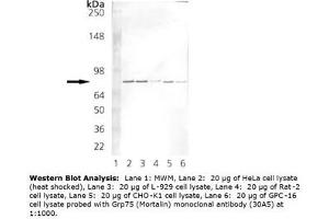 Image no. 2 for anti-Heat Shock 70kDa Protein 9 (Mortalin) (HSPA9) antibody (ABIN364089) (HSPA9 anticorps)