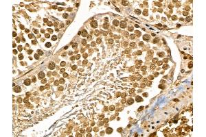MYEOV Antibody at 1/100 staining Rat testis tissue by IHC-P. (MYEOV anticorps  (Internal Region))
