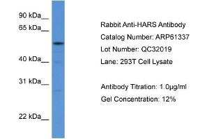 Western Blotting (WB) image for anti-Histidyl-tRNA Synthetase (HARS1) (N-Term) antibody (ABIN786397) (HARS1/Jo-1 anticorps  (N-Term))