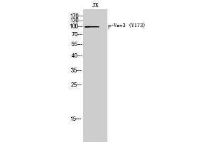 Western Blotting (WB) image for anti-Vav 3 Oncogene (VAV3) (pTyr173) antibody (ABIN3173346) (VAV3 anticorps  (pTyr173))