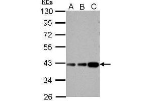 WB Image Aldolase B antibody detects ALDOB protein by Western blot analysis.