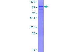 Image no. 1 for PAX3 and PAX7 Binding Protein 1 (PAXBP1) (AA 1-398) protein (GST tag) (ABIN1347455)