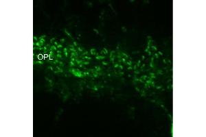 Indirect immunostaining of ribbon synapses in the outer plexiform layer of PFA mouse retina (dilution 1 : 1000). (RIMS2 anticorps  (AA 925-1114))