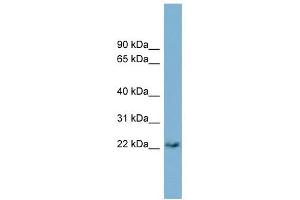 PERP antibody used at 1 ug/ml to detect target protein. (PERP anticorps  (Middle Region))
