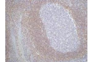 IHC staining of Human tonsil tissue paraffin-embedded, diluted at 1:200. (Bcl-2 anticorps)