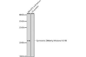 Western blot analysis of extracts of NIH/3T3 cells, using Symmetric DiMethyl-Histone H3-R8 antibody (ABIN3016056, ABIN3016057, ABIN3016058, ABIN1680222 and ABIN6219535) at 1:500 dilution. (Histone 3 anticorps  (H3R8me2))