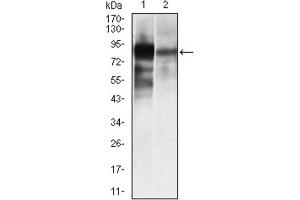 Western blot analysis using ALPL antibody against HeLa (1), and NTERA-2 (4) cell lysate. (ALPL anticorps)