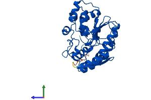 AlphaFold protein structure predicition of Human Recombinant SULT1C4 Protein, UniprotID O75897
