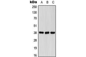 Western blot analysis of FPR1 expression in A549 (A), Raw264.